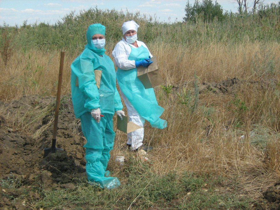 В Ростовской области зарегистрировали вспышку сибирской язвы